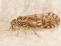 Philotarsus parviceps